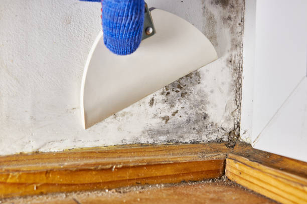 Best Mold Damage Restoration  in USA